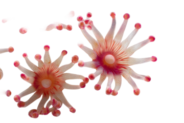 Macro photography of coral polyps in ocean isolated on transparent background