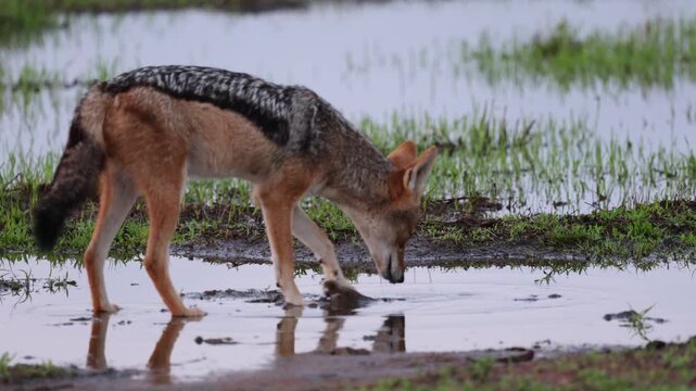  a pair of black backed jackals searching for frogs