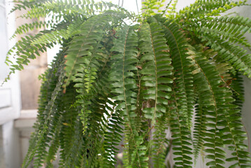 Hanging Fern with Green Leaves