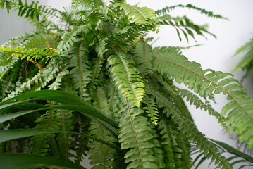 Hanging Fern with Green Leaves