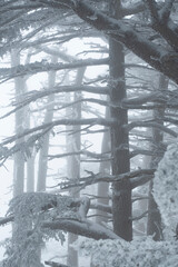 Snow Covered Atlas Cedar trees in Chelia National Park Algeria