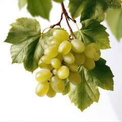 Naklejka premium Fresh green grape cluster with vibrant grape leaves on vine, isolated on white background, natural and healthy fruit concept