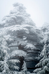 Snow Covered Atlas Cedar trees in Chelia National Park Algeria