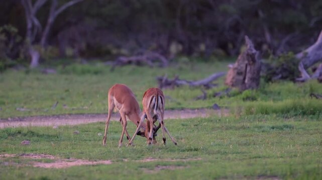  Impala rams test their power