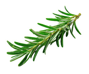 Fototapeta premium Vibrant fresh green rosemary sprig for cooking and seasoning culinary dishes isolated on transparent background