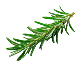 Vibrant fresh green rosemary sprig for cooking and seasoning culinary dishes isolated on transparent background