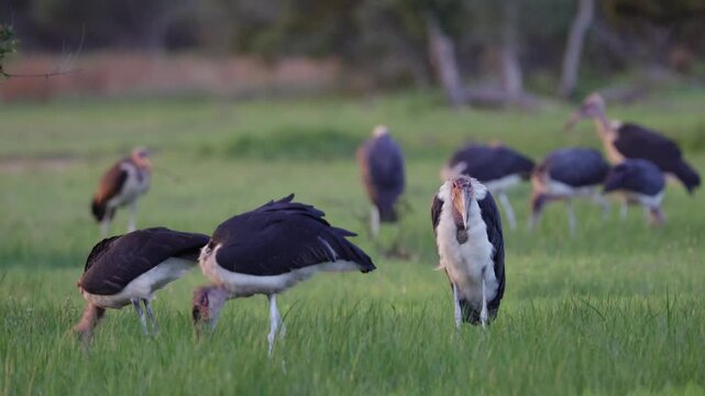 Marabou storks feeding together.
