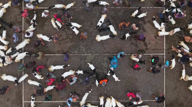 Aerial view of people trading goats on a concrete surface divided into sections, creating a mesmerizing pattern of humans and animals, Purworejo Regency, Central Java, Indonesia.