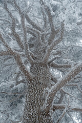 Snow Covered Atlas Cedar trees in Chelia National Park Algeria
