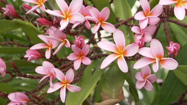 Closeup monoi plumeria frangipani pink flowers shining in warm daylight, showing vibrant petals, rich green leaves and tropical relaxing atmosphere ideal for spa brands, travel. Plumeria tree branch.