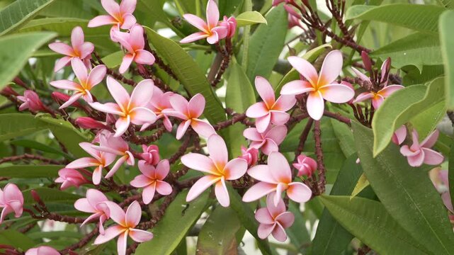 Frangipani plumeria pink flower. Lush monoi frangipani plumeria flowers moving gently in soft outdoor light, creating calm tropical mood. Wellness, travel, spa, relaxation and exotic botanical content