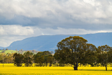 Spring agricultural landscape with yellow canola in Victoria, Australia
