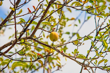 A photograph of an apple left alone on a tree.