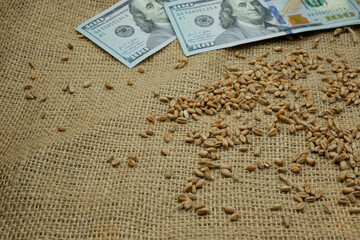 Wheat grains on a coarse jute bag. One hundred-dollar bills. Copy space.	