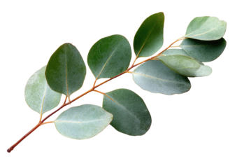 Eucalyptus branch with fresh green leaves for aromatherapy and wellness isolated on transparent background