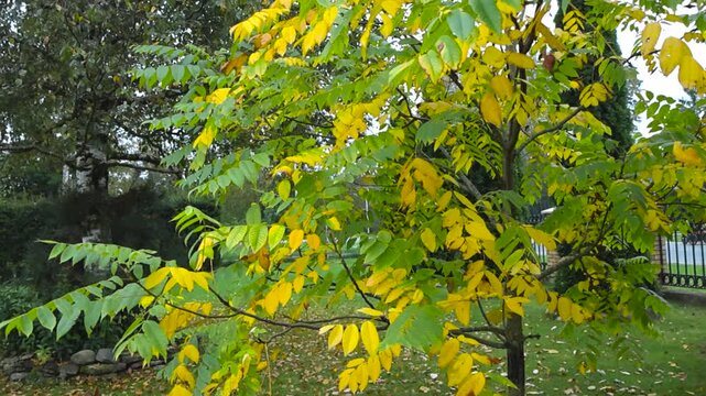 Yellow and green leaves on a walnut tree in a autumn cloudy garden or yard with green grass and fallen golden yellow leaves on it. Metal modern fence behind the tree visible.