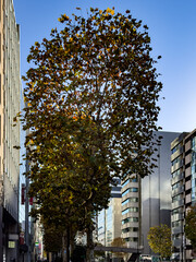 都心散歩　御成門付近の黄葉