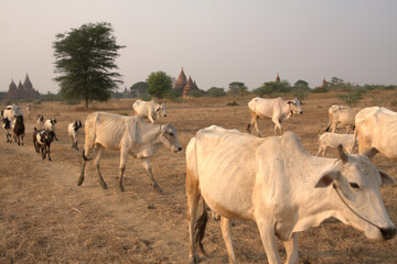 Cattle and Goats Herding Through the Arid Landscape of Bagan at Sunset, with Ancient Temples in the Background, Myanmar