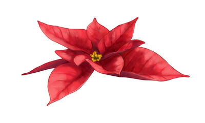 Poinsettia Bloom &mdash; Christmas Floral PNG