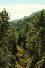 forest in the mountains
