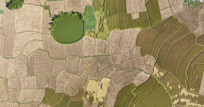 Aerial view of lush green agricultural fields interspersed with a serene pond, creating a patchwork of textures and colors, Naogaon, Rajshahi Division, Bangladesh.