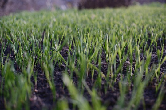 Fresh green sprouts emerging from dark soil in a close-up view. A vibrant symbol of new growth, nature&rsquo;s renewal, and early spring vegetation captured at ground level.