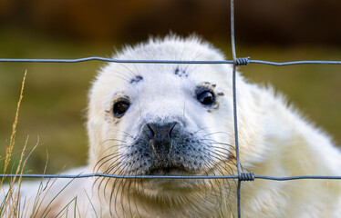 Baby seal is looking at the camera through a wire fence. St Abbs - Scotland