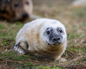Baby seal is looking at the camera. St Abbs - Scotland