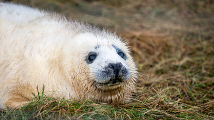 Baby seal is laying on the grass. St Abbs - Scotland