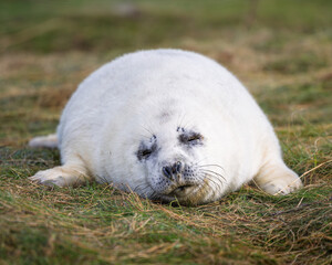 Baby seal is sleeping on the grass. St Abbs - Scotland