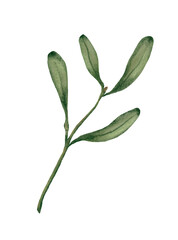 Mistletoe Branch &mdash; Christmas Botanical PNG