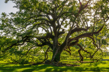 Majestic old Oak tree in a plantation, Louisiana