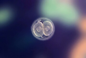 Human preimplantation embryo developing during in vitro fertilization, revealing the initial stages of cellular mitosis and supporting reproductive science
