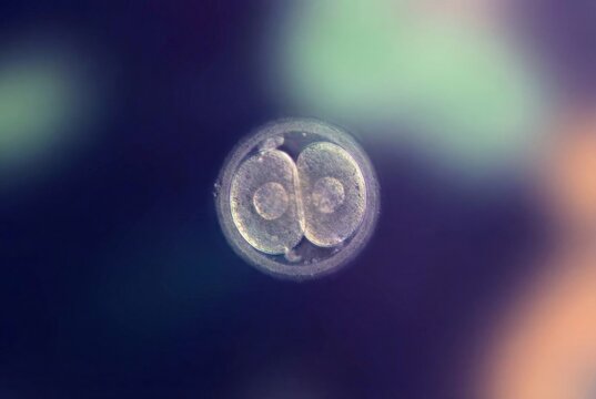 Human preimplantation embryo developing during in vitro fertilization, revealing the initial stages of cellular mitosis and supporting reproductive science