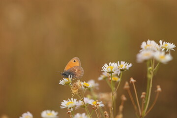 una farfalla licenide al tramonto © Simona