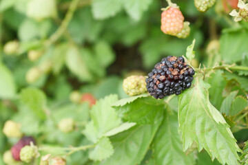 Natural food - fresh ripe blackberries in a garden. Bunch of ripe blackberry fruit - Rubus fruticosus - on branch with green leaves on a farm. Close-up, blurred background. Chakwal, Punjab, Pakistan