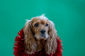 cocker spaniel dog on green background