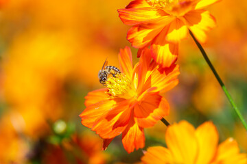Bee and Yellow flower, Close up bee with Cosmos yellow flower in the garden, abundance field with blur background.