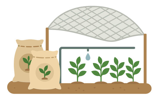 Young seedling development under protective netting with drip irrigation system