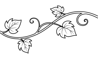 Decorative grape vine with leaves and elegant swirls