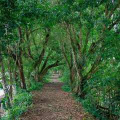 Obraz premium tree lined path alongside cano negro lagoon in Costarica
