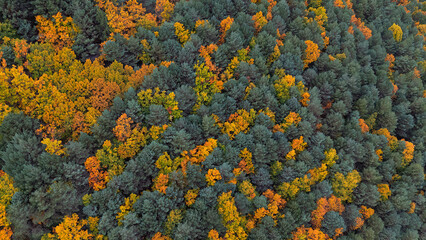 Drone view, autumn forest at Palencia, Spain