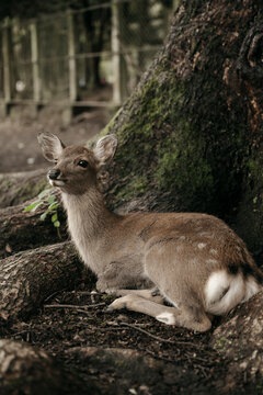 Nara Japan Deer