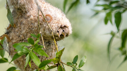 european eagle owl