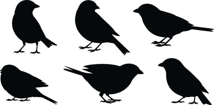 Set of six small bird silhouettes, sparrow or finch in various standing poses, nature and wildlife element vector illustration collection