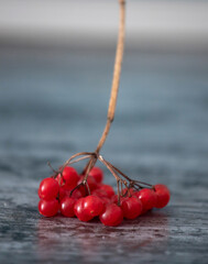 Stem with cluster of red viburnum berries