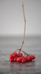 Close-up of red viburnum berries against neutral background