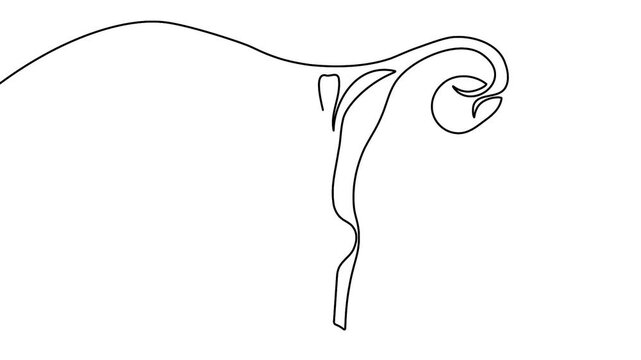 Animated female uterus continuous line drawing minimal health loop