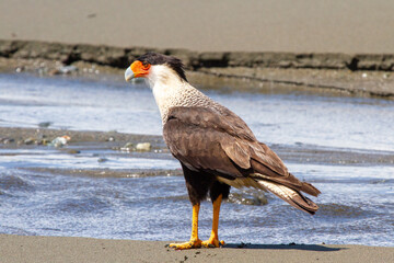 Caracara cargahuesos in sirena sector of Corcovado national park, costarica