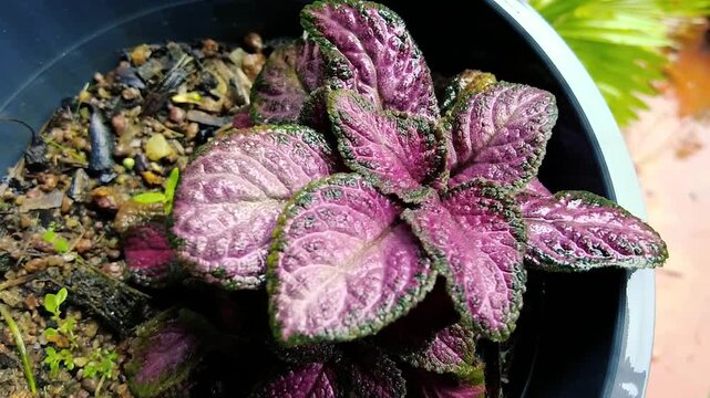 Textured purple and green leaves of the Purple Waffle Plant Hemigraphis alternata in a pot